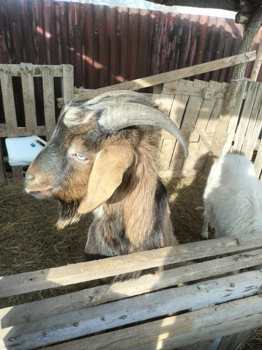 Теке ешкі сатылады