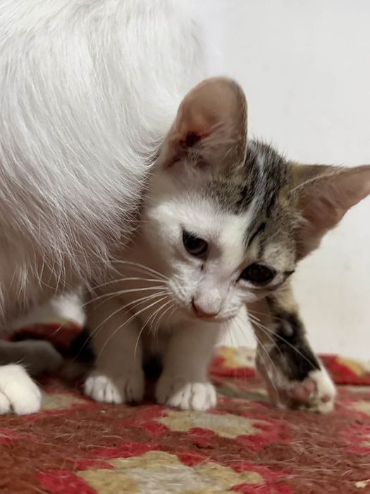 Pisicuta pentru adoptie