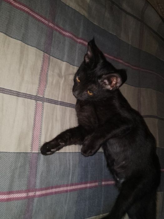 Отдам котенка в добрые руки!