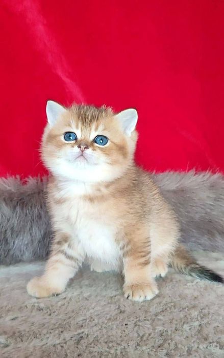 Британская золотая шиншилла Чистокровная девочка