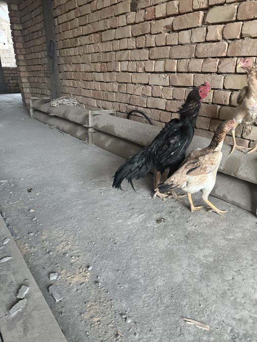 Сотилади мокиен корея шамо