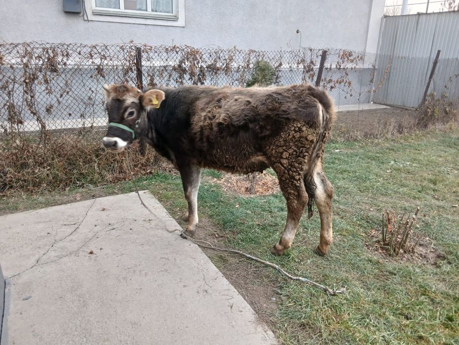 Тёлка,теленок,Алатау,Тайынша