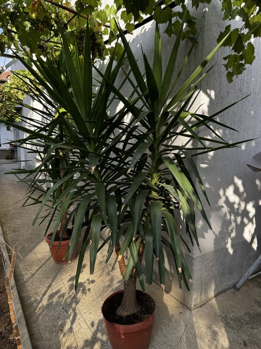 Палми Юка в саксия