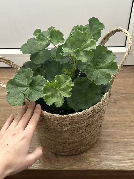 Цветы комнатные растения