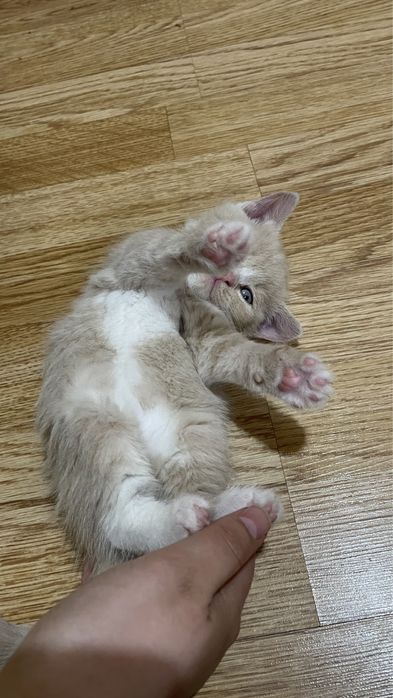 Марғау сатылады!!!