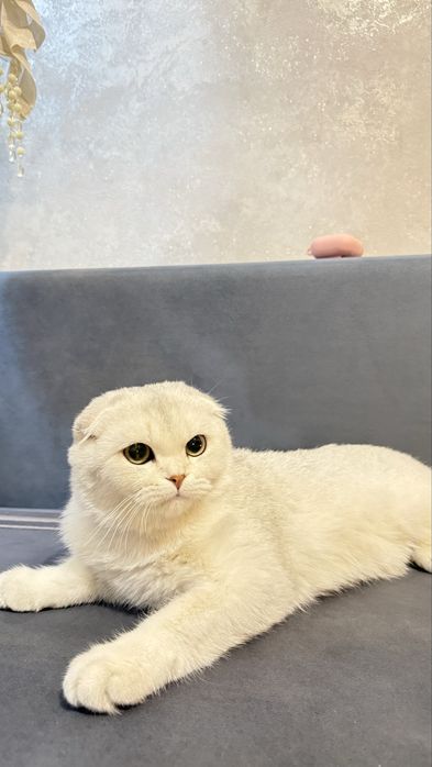 Шотландский вислоухий кот