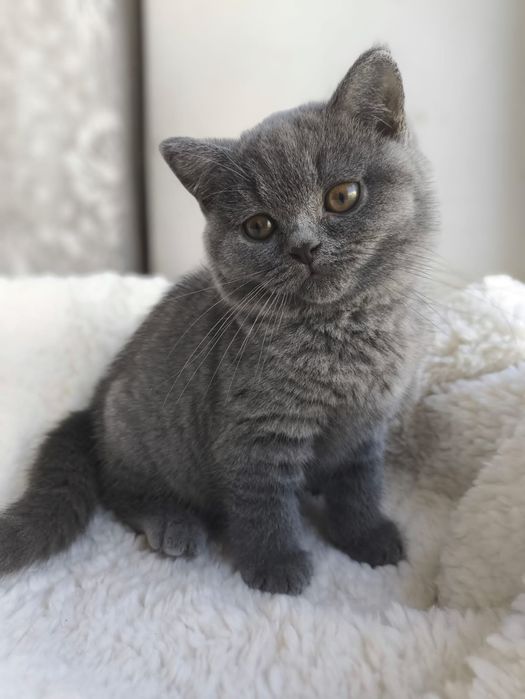 British blue de la crescător Felisa