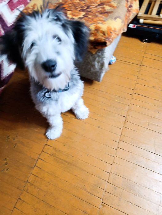 Собака бесплатно