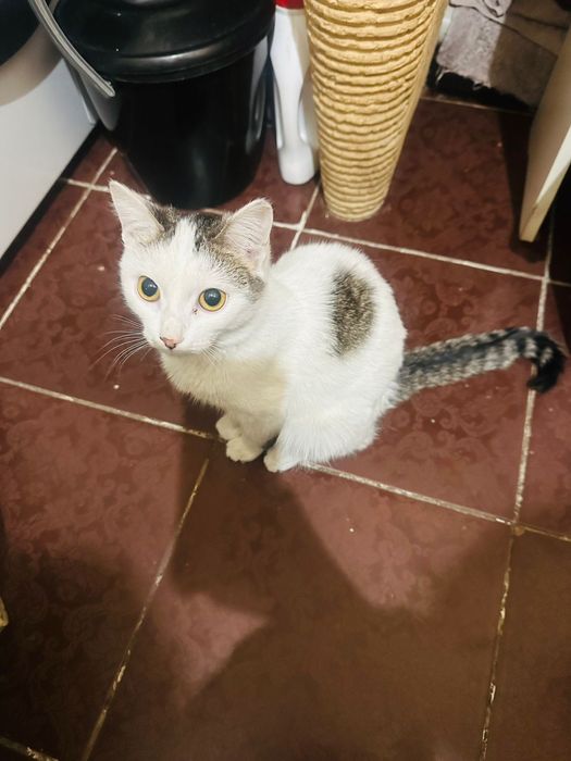 Девочка в добрые руки