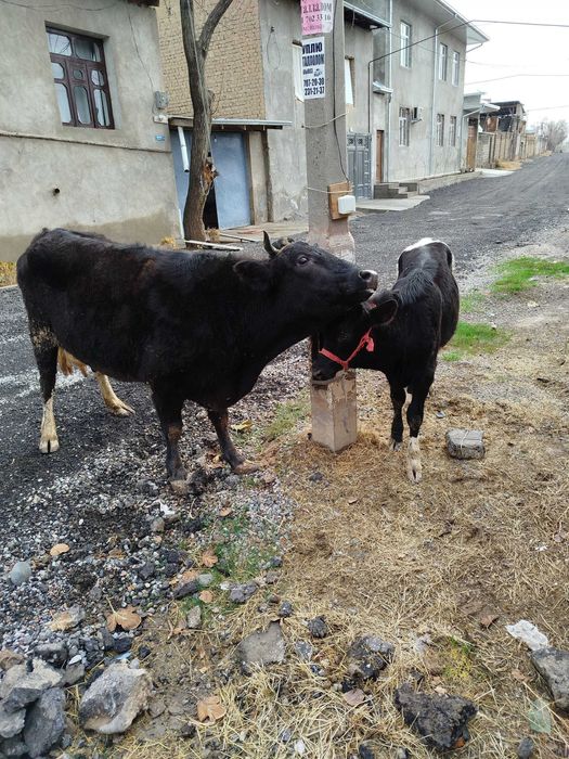 On-bola sigir mol,mesni