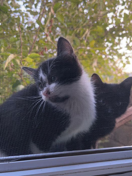 срочно котята.