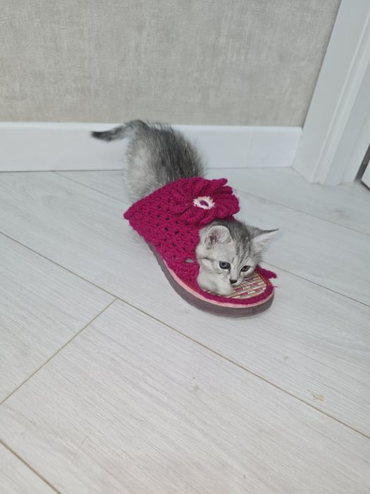 Отдам котенка в хорошие руки!