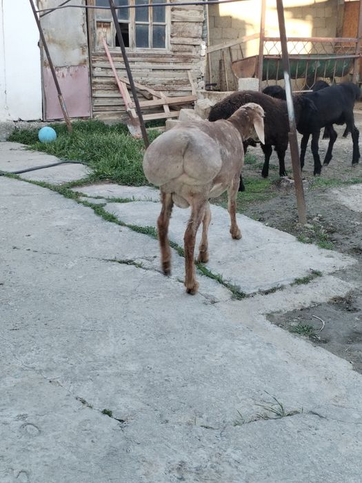 Токты кошкар.                           .