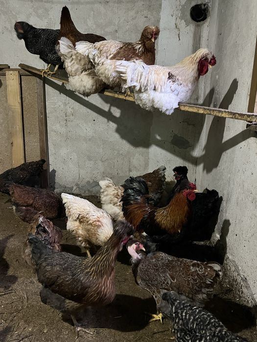 Oua incubat gaini moțate