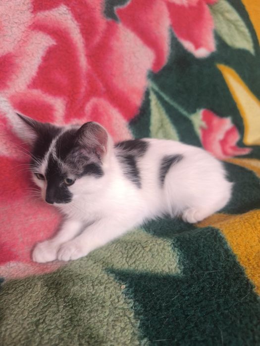 Котёнок бесплатно