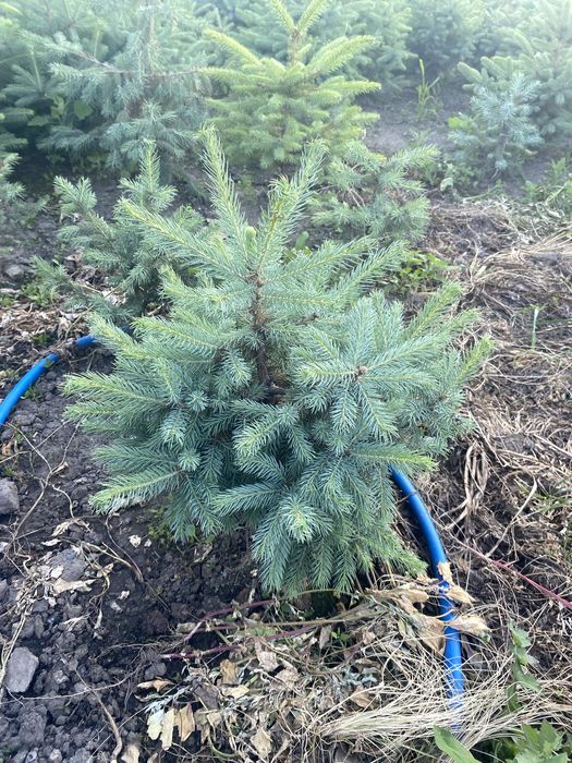 Ель голубая глаука