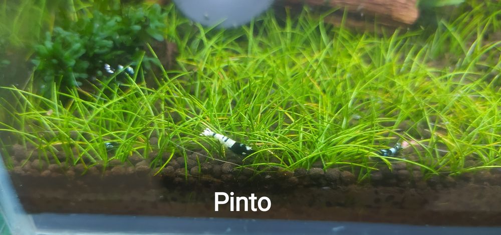 Креветки каридины тайваньские пчёлы (аквариумные)