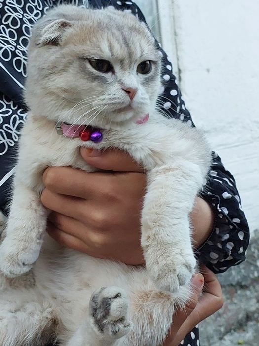 Шотландская вислоухая кошка 6 месяцeв