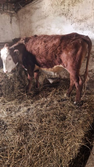 Продам бык кастрат