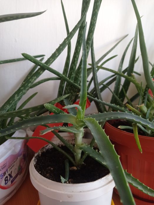 Алоэ-Вера продам