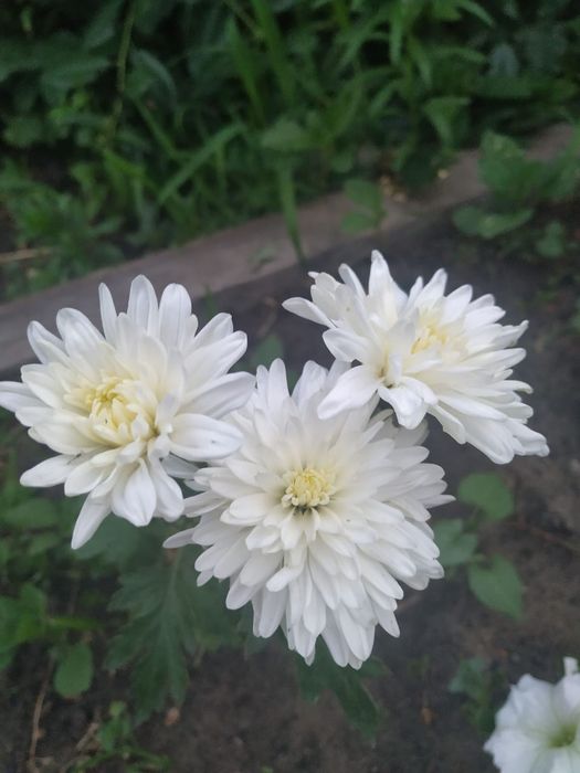 Флоксы многолетние, метельчатые