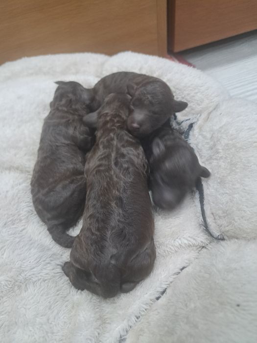 Той пудел шоколад