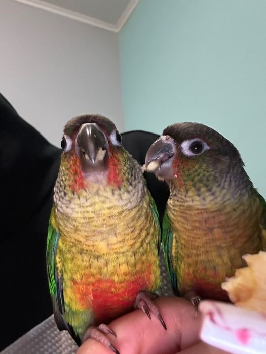 Продавам 2 социални папагала Пирура