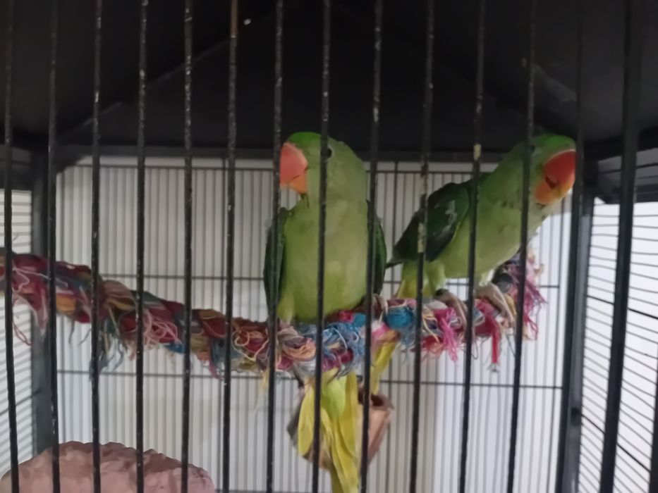 Vând Marele Alexandru și micul Alexandru