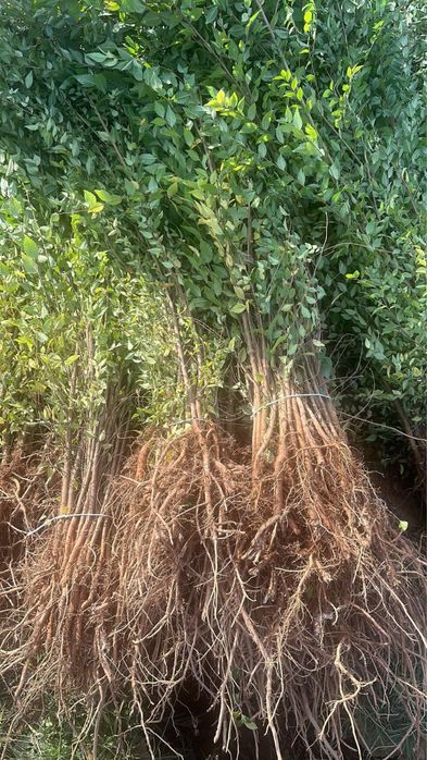 Саженцы көшет ағаш карагаш терек