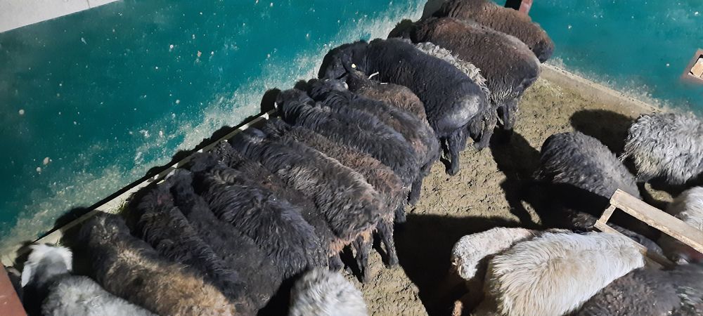 Кой токты тусак кошкар