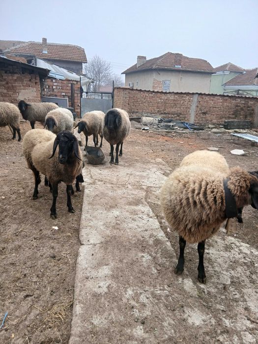 Овце  черноглави