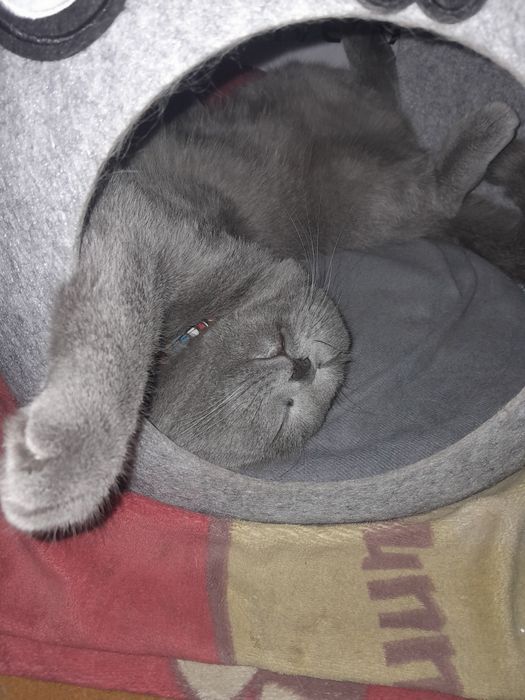 Вязка котик 1.5 года