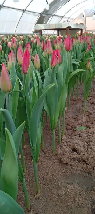 Продам теплицу..