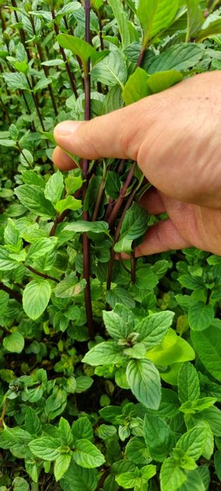 Мента  бонбонена!