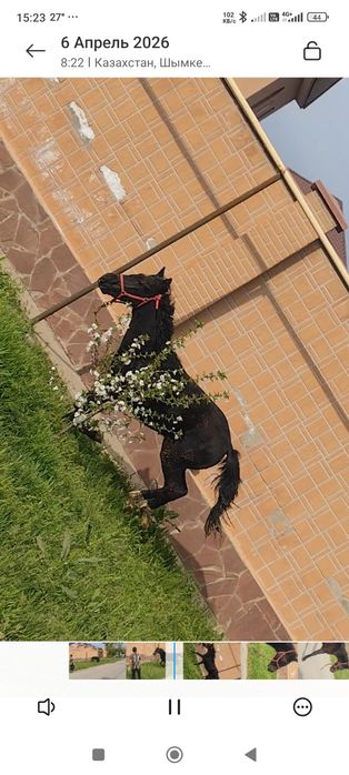 Жабағы, Тай, тайлар, Ат, Жылқы