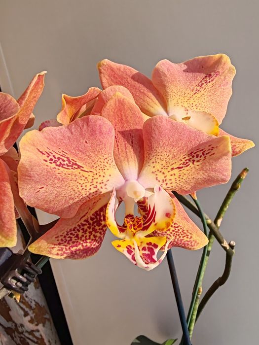 Орхидея фаленопсис