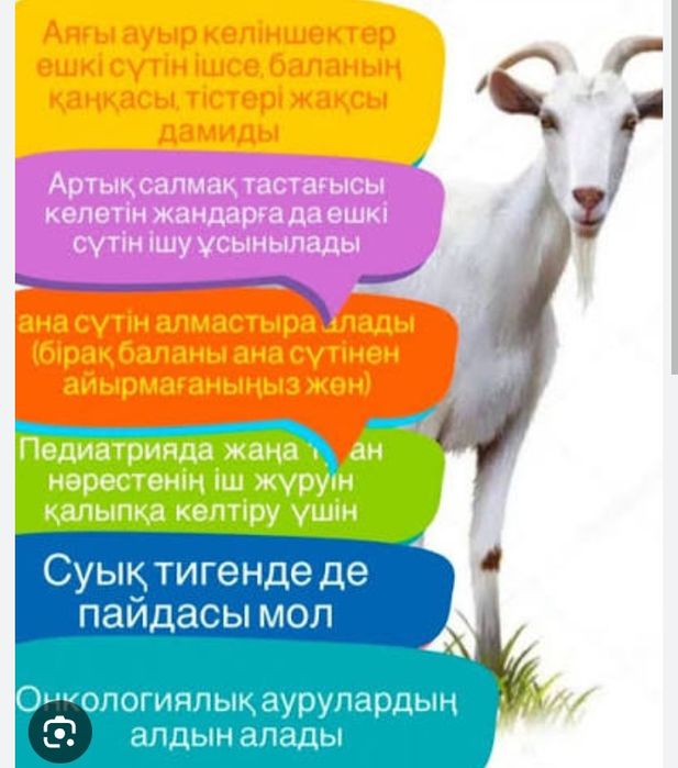 Ешкі сүті айраны. Козье молоко