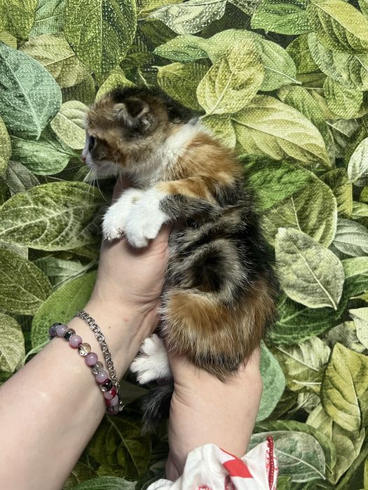 Котята вислоухие