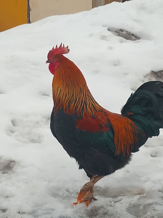 Простой қораз ннннн