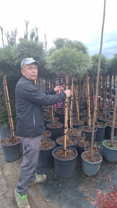 Plante ornamentale pentru gradina