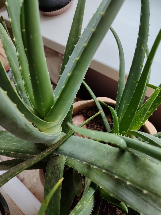 Алоэ Вера ,Цветок бессмертия.