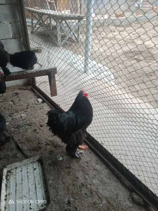 Барма тауықтар сатылады