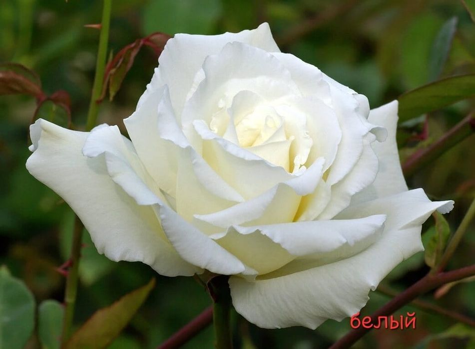 Саженцы розы раушан