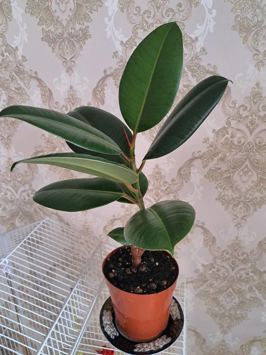 Фикус  комнатные растения