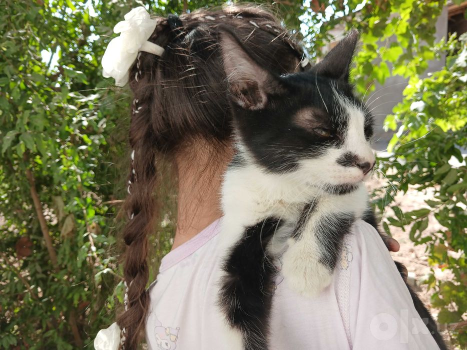 Отдаётся в добрые руки