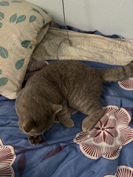 Mushuk scotish fold shatlantskiy fold