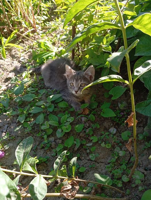 Котята ищут  любимый дом
