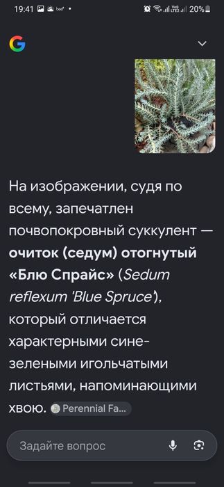 Почвопокровные сукуленты