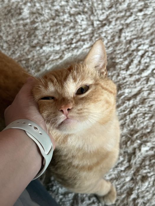 Отдадим котика в добрые руки