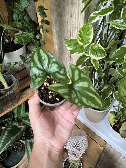 Церсестис Мирабиллис